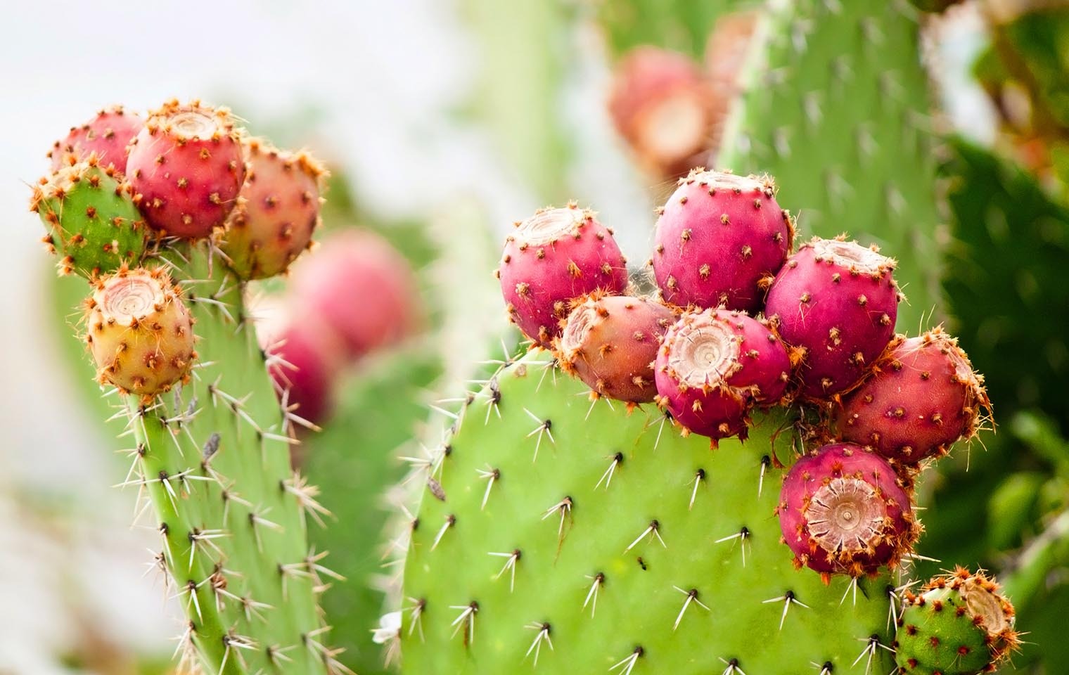 Prickly pears - a thorny delight! 