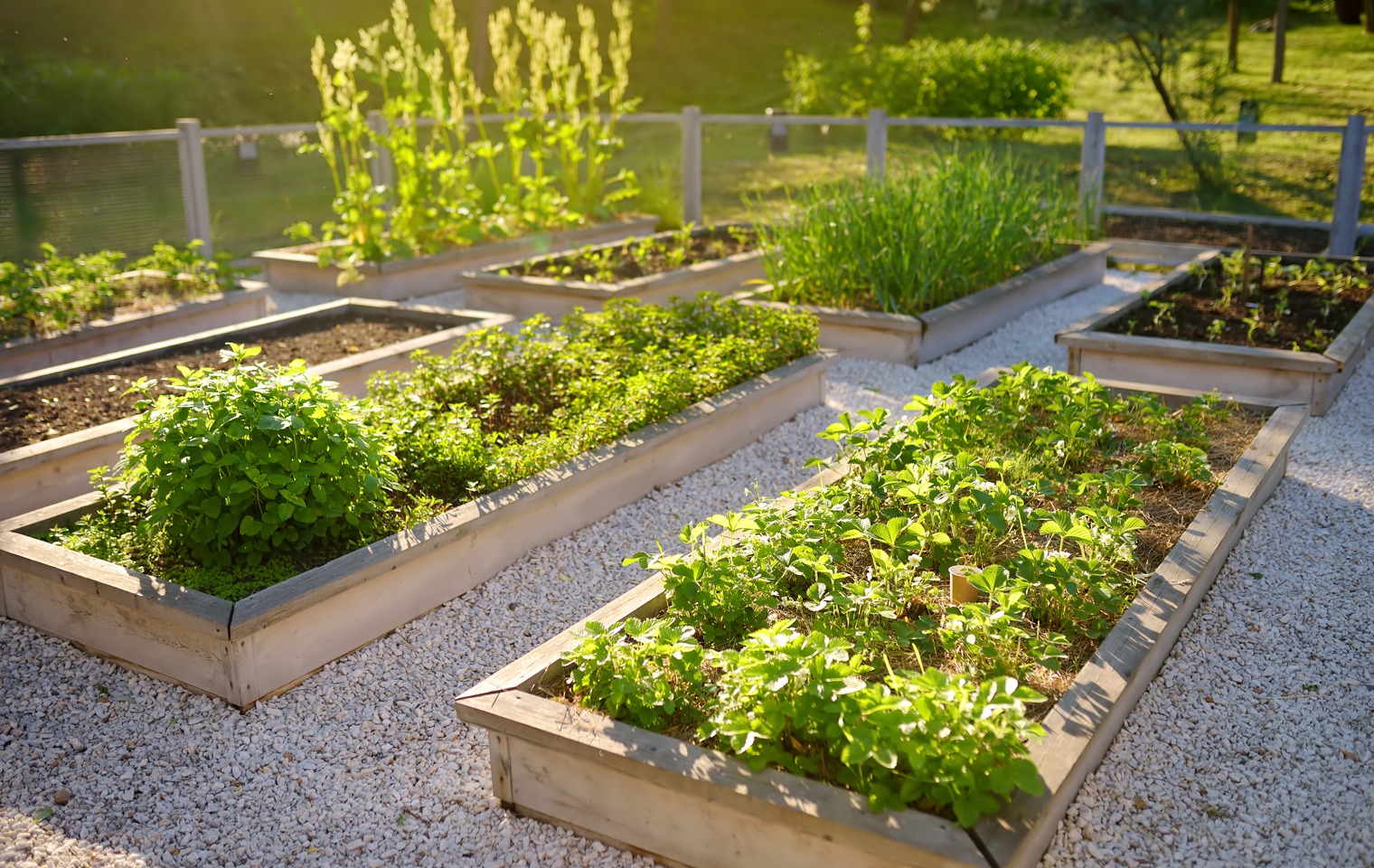 The Kitchen Garden