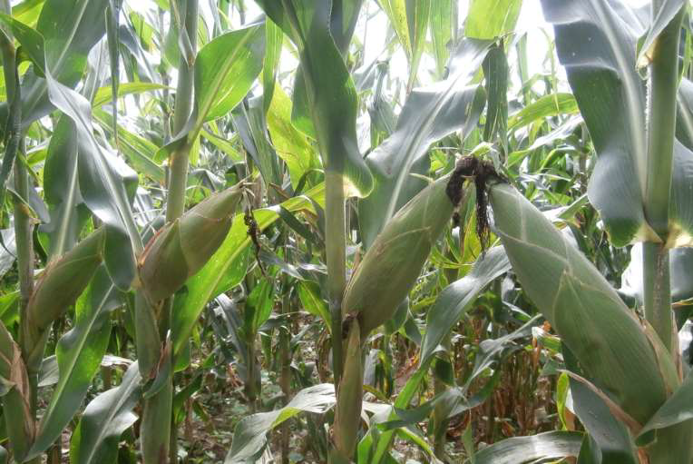 Lake Maize 606 Yellow Agrimark