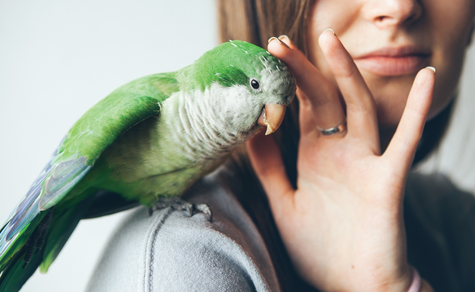 Feathered friends