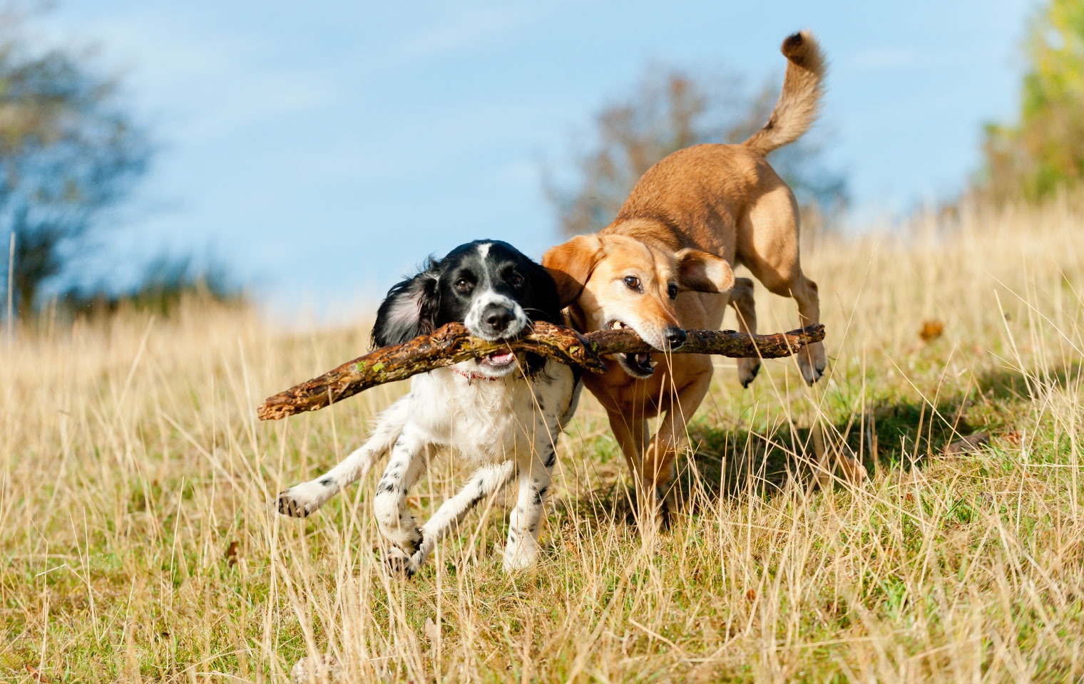 One loyal companion or a playful pair?