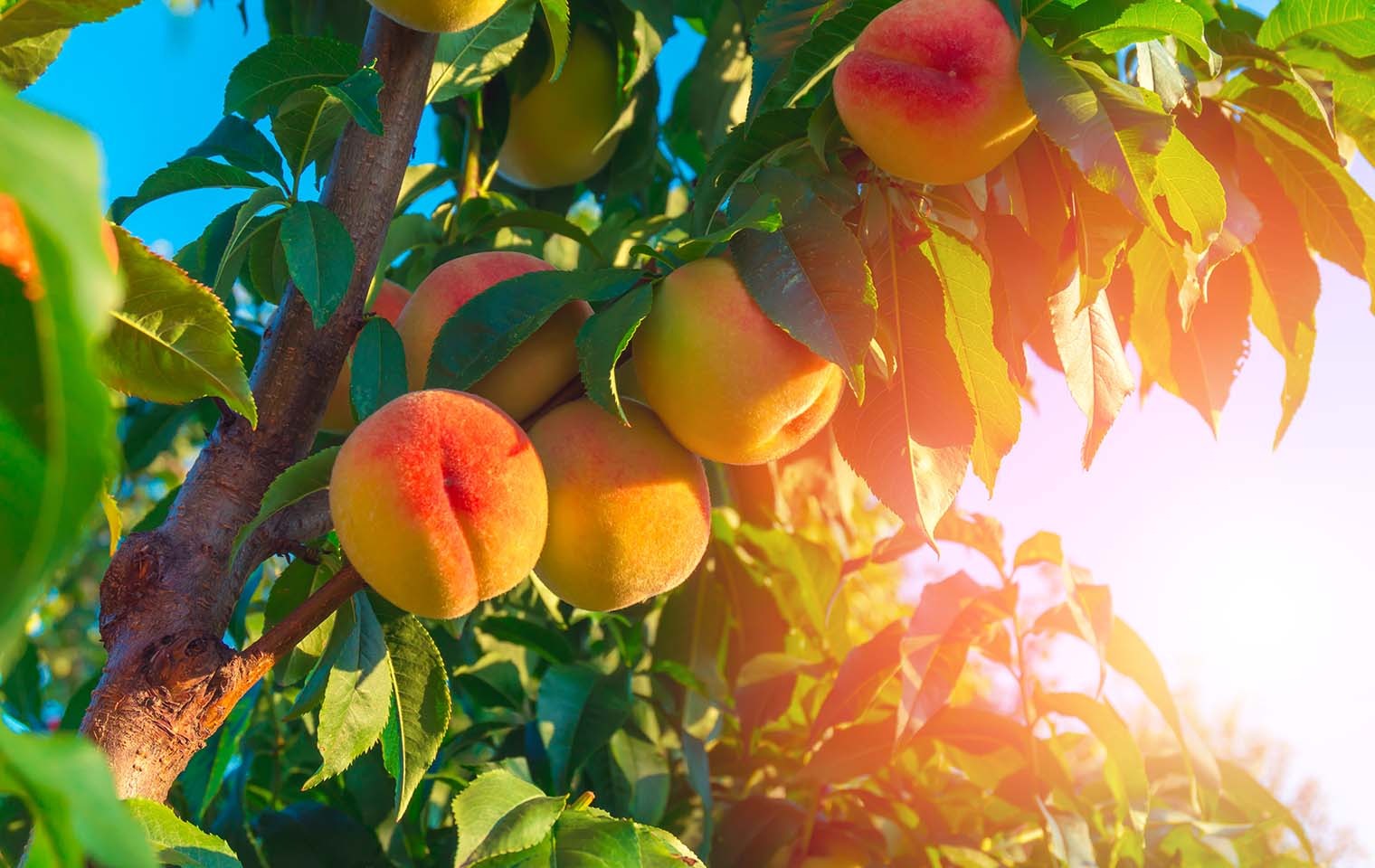 Pretty as a peach | Agrimark