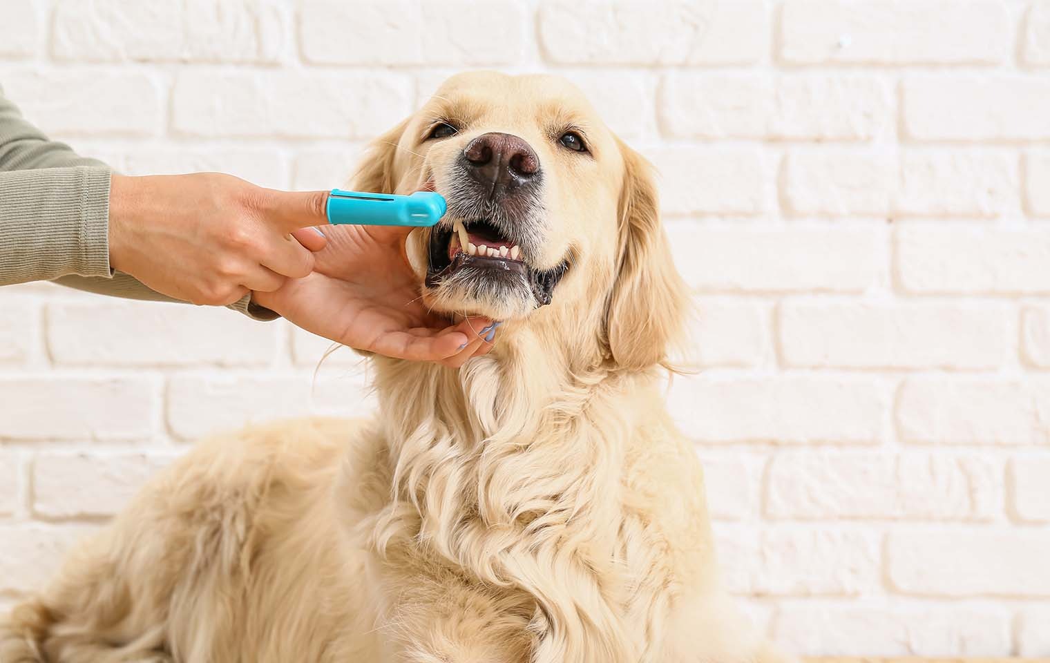 Protecting your pets’ pearly whites