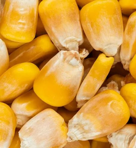 varsity maize resell