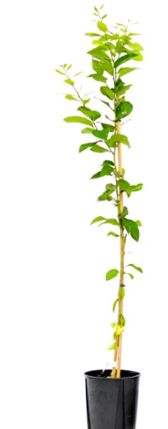 80 cm Large Fully Mature Eureka Citrus Lemon Fruit Tree Plant in 4L Pot