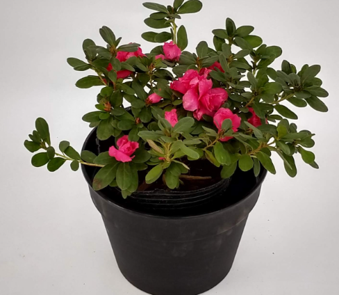 Azalea | Agrimark