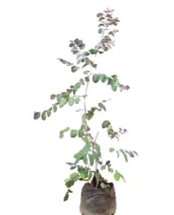 Breynia | Agrimark