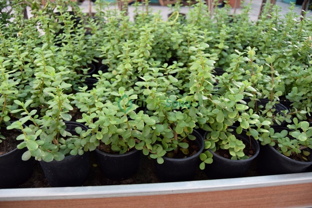 Portulacaria Afra Agrimark portulacaria-afra-agrimark