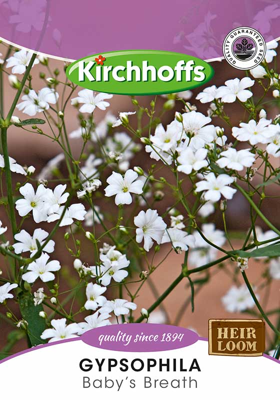 Kirchhoffs Gypsophila Baby's Breath | Agrimark