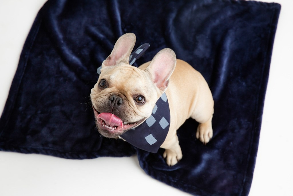 Pets Furever Blankie Blue Agrimark