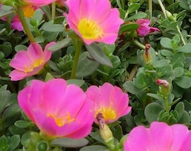 Portulaca Rpoots Portulaca | Agrimark