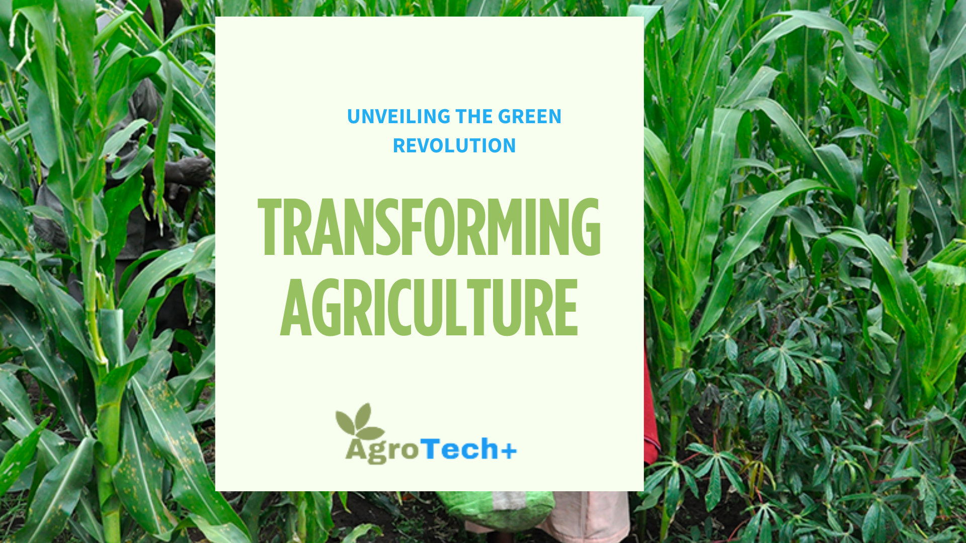 How Green Energy is Transforming Agriculture from field to Fork