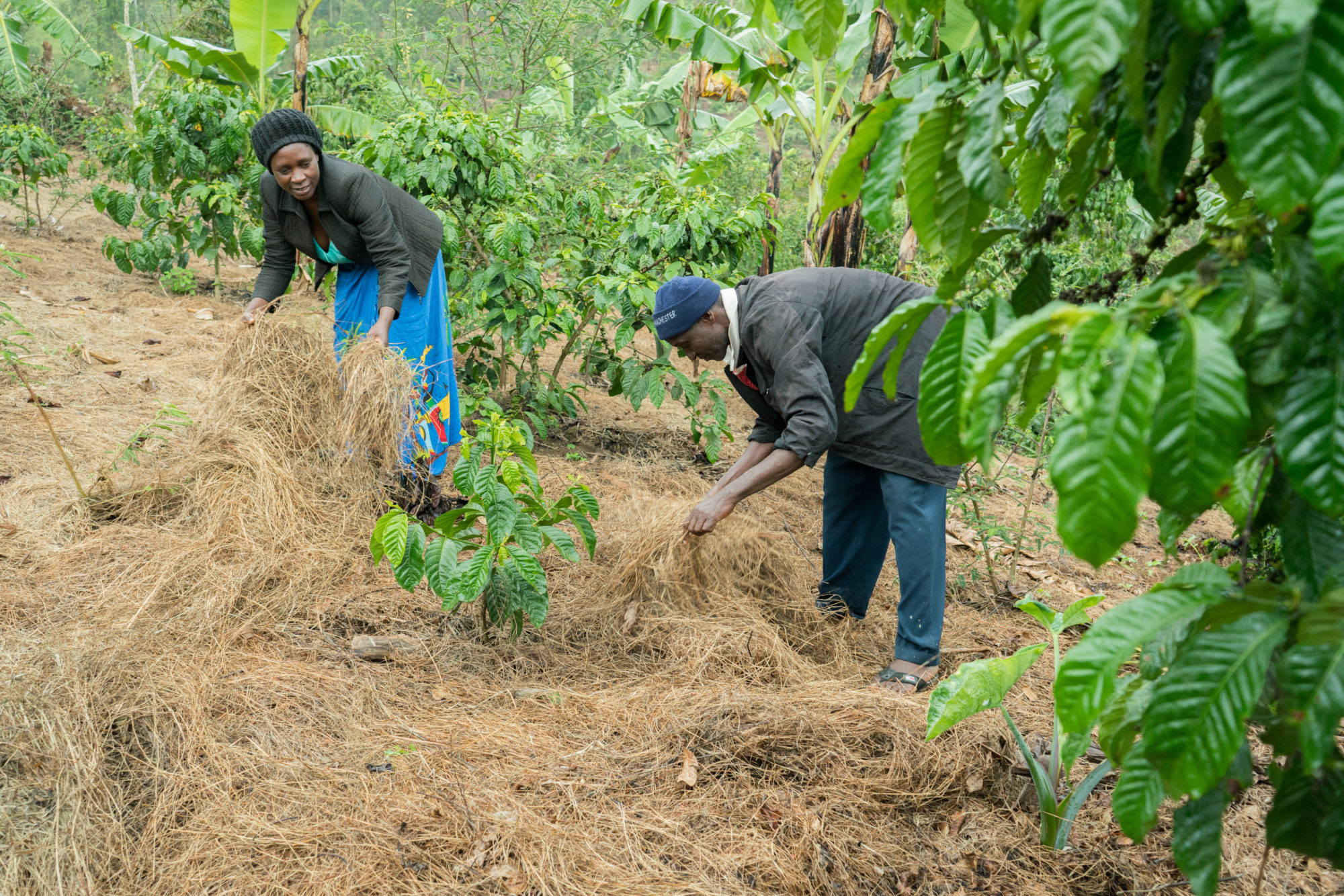 The Evergreen Project, Kenya (EPK) - Blooming World International