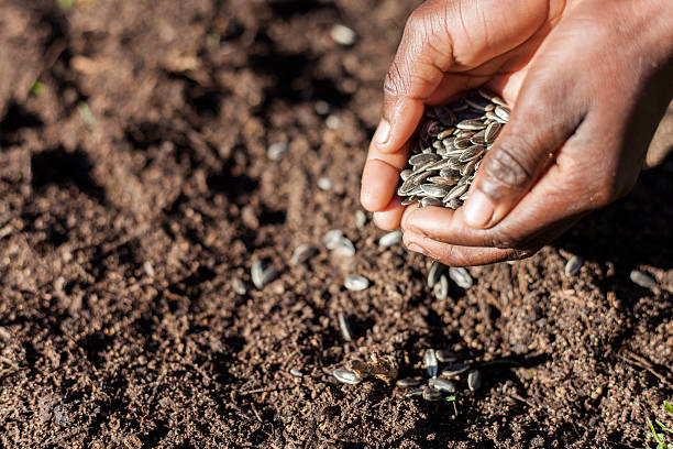 The Seeds of Change Initiative (SOCI) - Blooming World International
