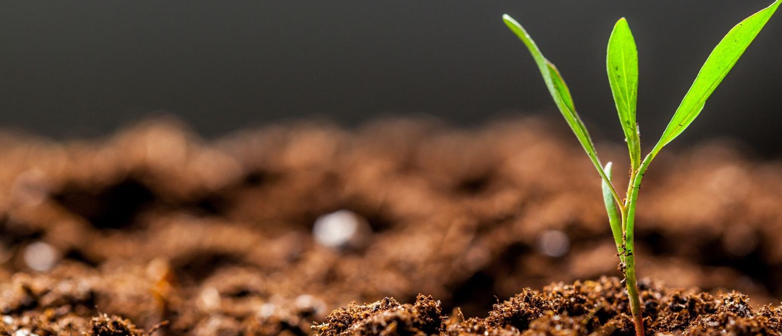 Nutrition, Health & Food Security