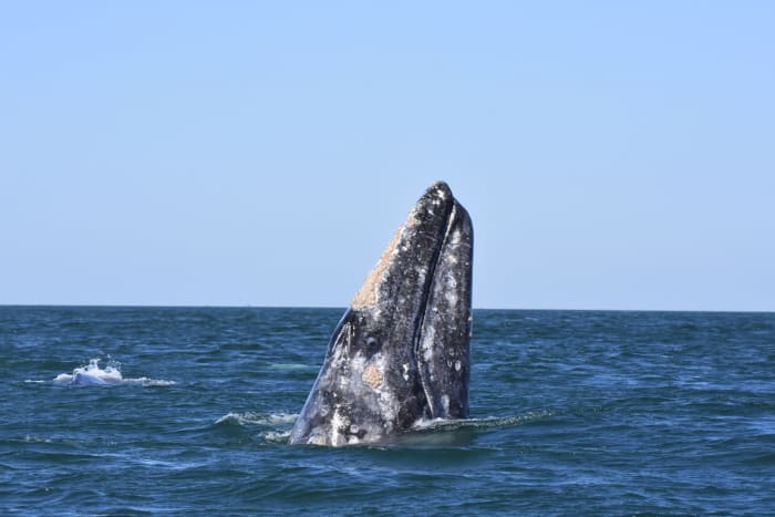 Biodiversidad en Busca de Ballenas