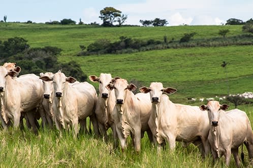 Grãos