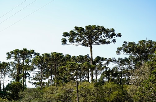Grãos