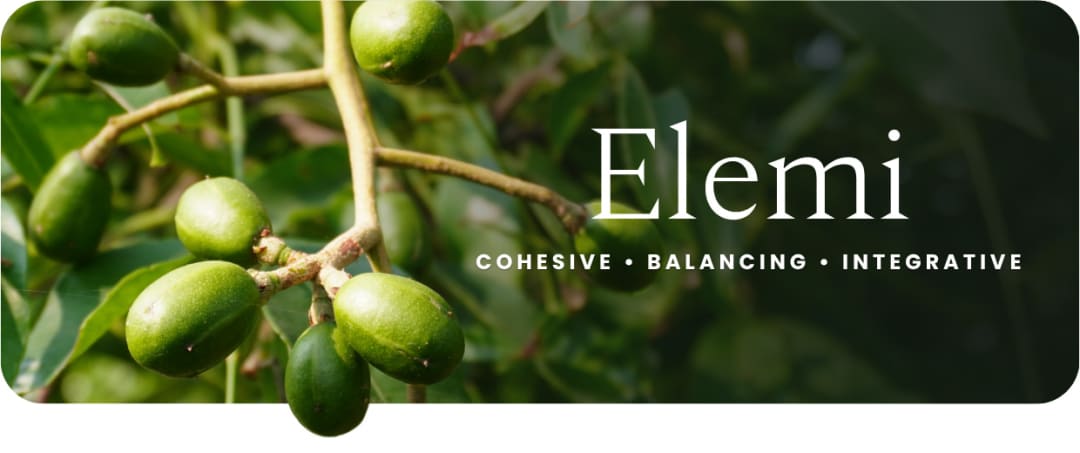 Elemi Essential Oil Benefits: From Skin Repair to Nervous System Support — article image 1