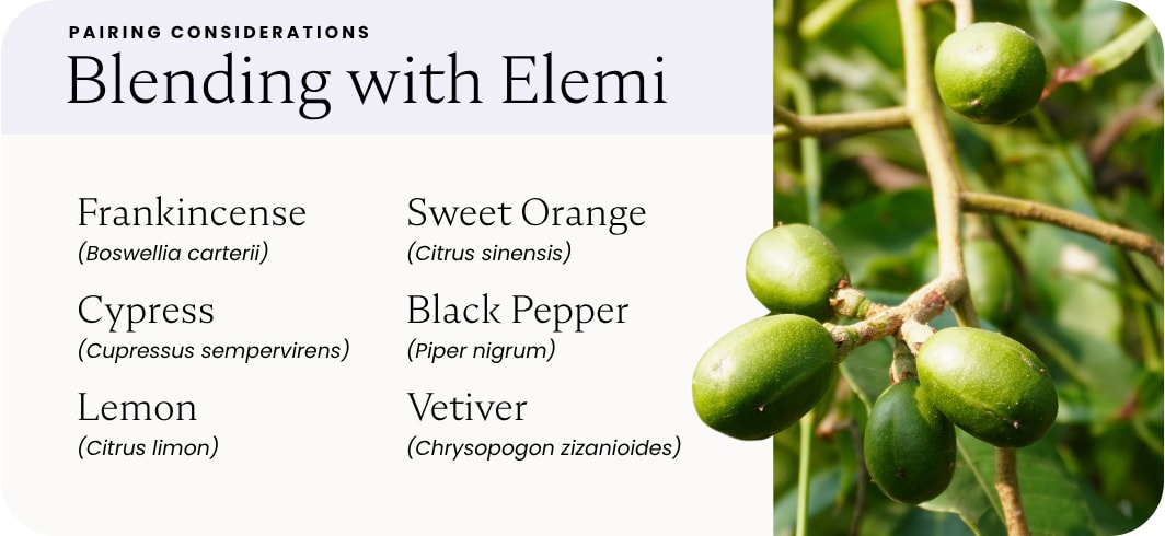 Elemi Essential Oil Benefits: From Skin Repair to Nervous System Support — article image 5