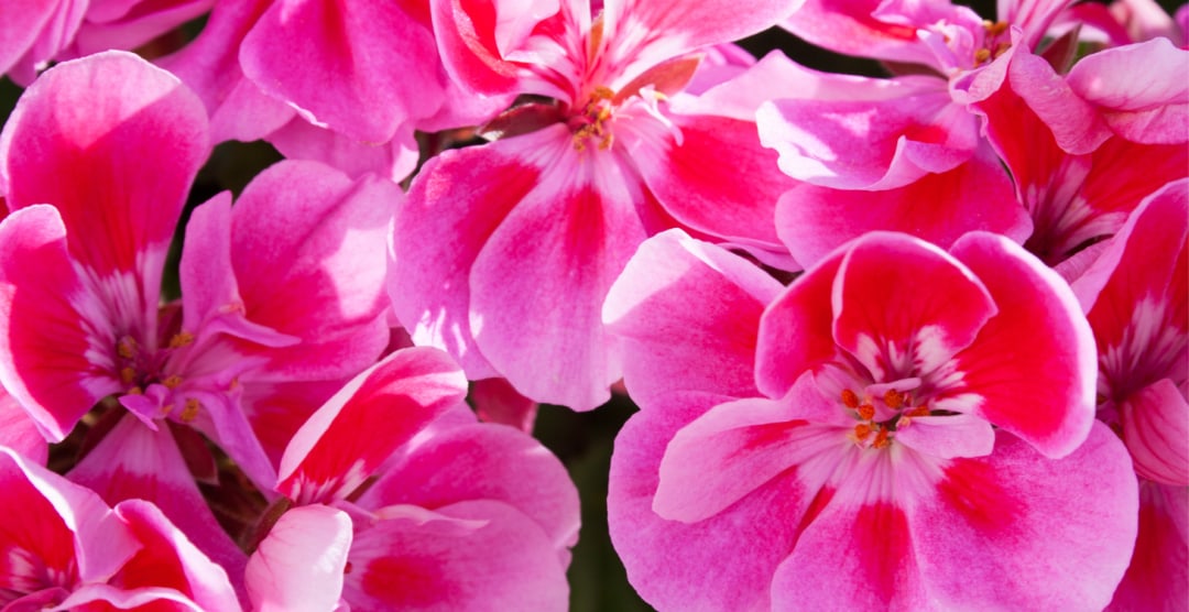 Essential Oils for Skin Glow & Skin Barrier Support — article image 2