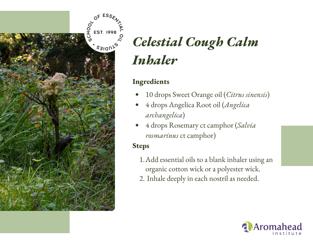 Breathe Easy: Reduce Mucus & Calm Coughs with Angelica Root  — article image 1