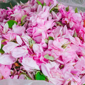 The Timeless Allure of Rose — article image 2