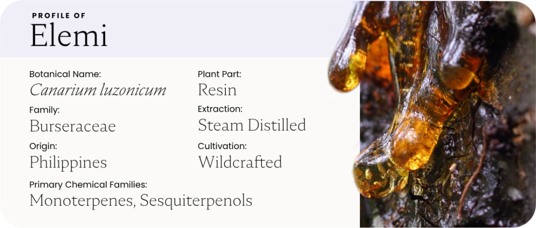Elemi Essential Oil Benefits: From Skin Repair to Nervous System Support — article image 2