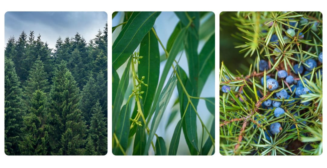 Seasonal Allergies & Allergy Symptoms: Natural Aromatherapy Solutions for Sinus Relief and Respiratory Support — article image 1