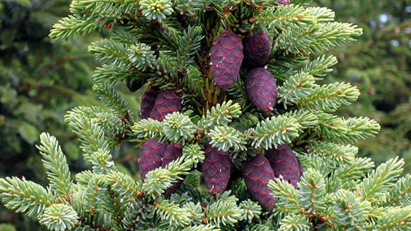 _images_uploads_courses_cb_les1_black-spruce