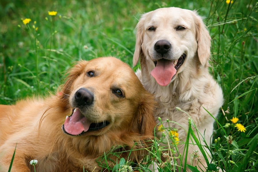 Two pups
