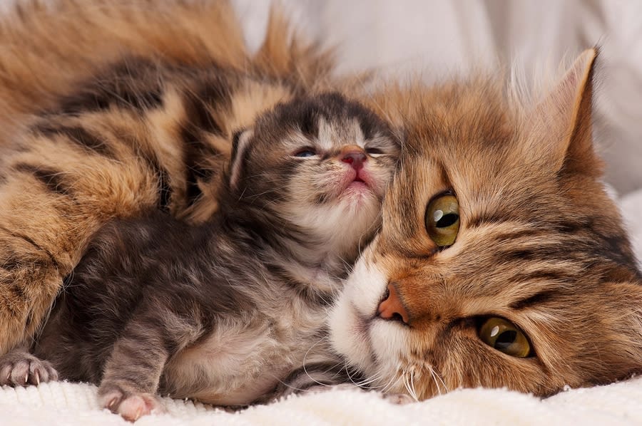 Kitten and cat