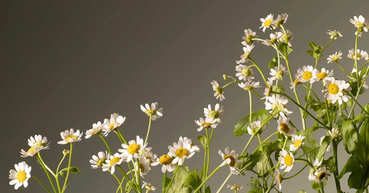 helping-trafficked-women-with-aromatherapy-acp
