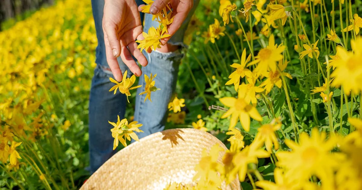 Harvesting Arnica