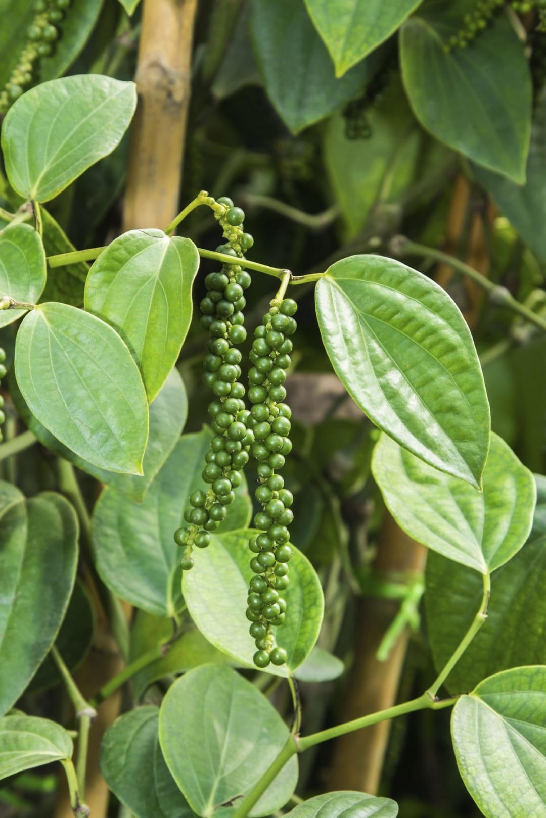 Green clusters of unripe black pepper berries hanging from the vine