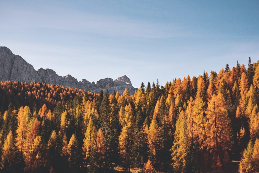 Cedarwood Essential Oil Benefits & Uses: Know Your Three Cedars