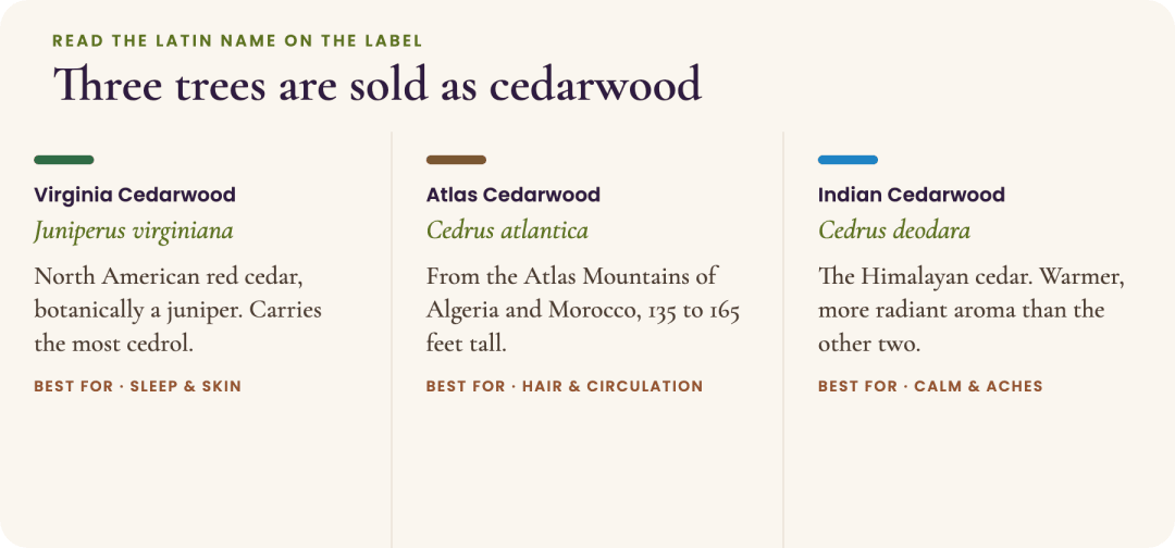 Three trees sold as cedarwood compared: Virginia cedarwood (Juniperus virginiana) for sleep and skin, Atlas cedarwood (Cedrus atlantica) for hair and circulation, Indian cedarwood (Cedrus deodara) for calm and aches