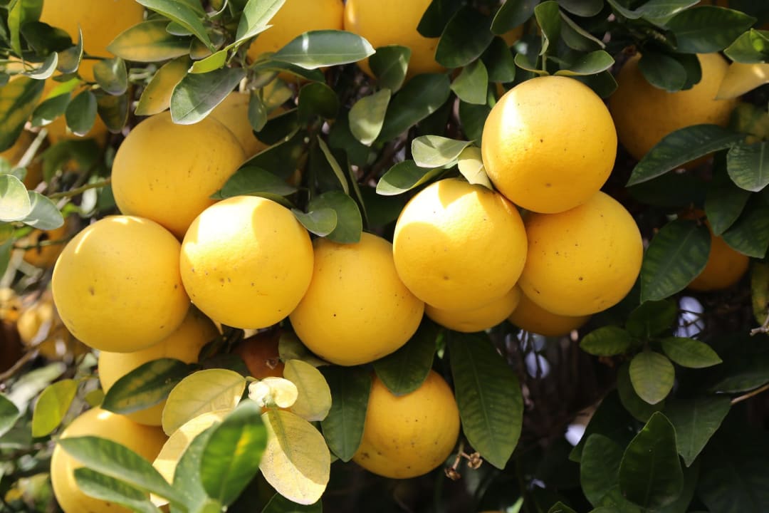 Yellow grapefruit ripening on the tree among glossy green leaves in bright sunlight