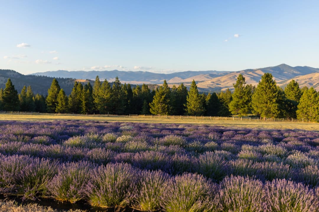 Essential Oil Chemistry for Beginners: Six Components to Know