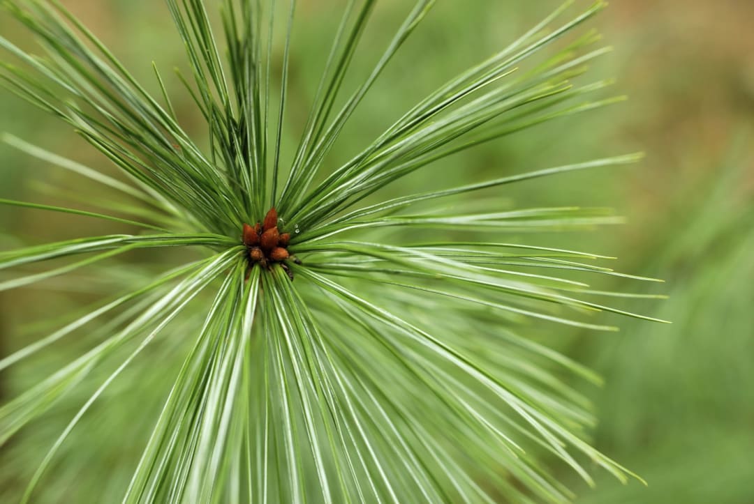 White pine needles fanning out from a small reddish cone, photographed close