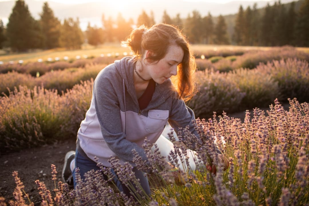 Hands carefully harvesting lavender blooms at sunset
