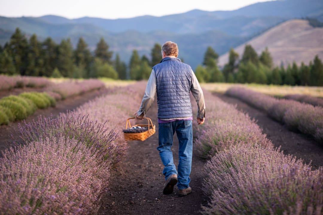 A man walking down a row of blooming lavender with a harvest basket in one hand, pine forest and mountains ahead of him