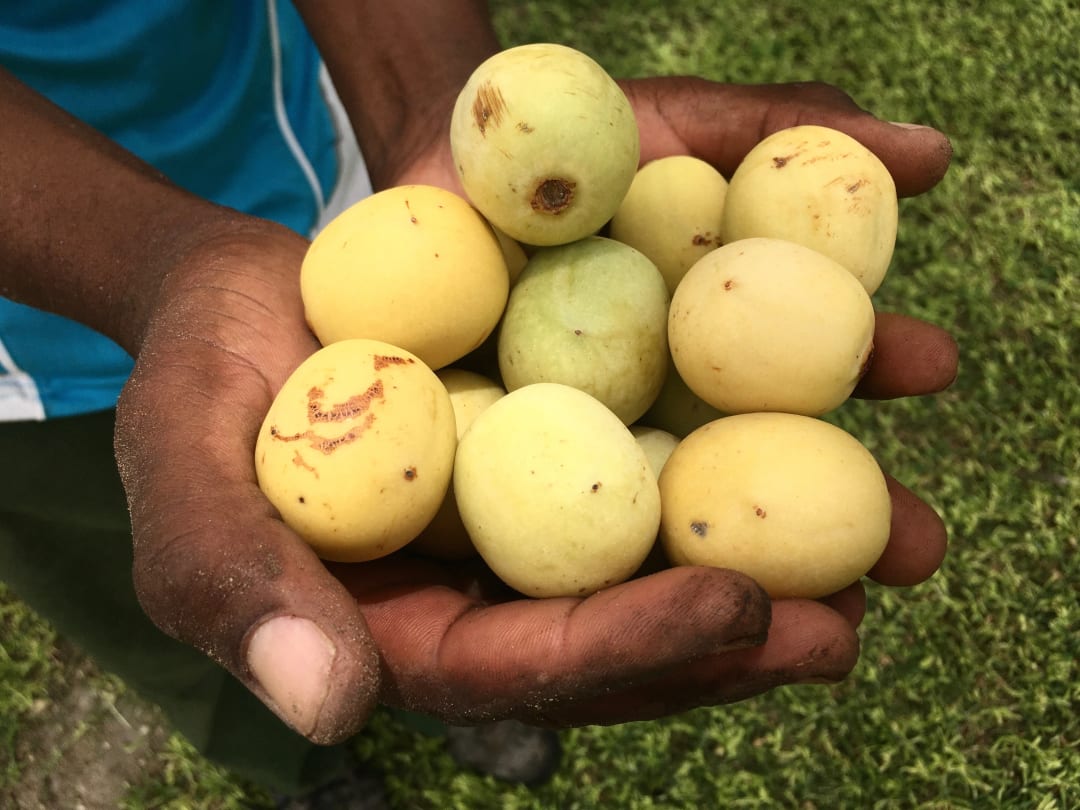 What is Marula Oil? Marula benefits + a recipe