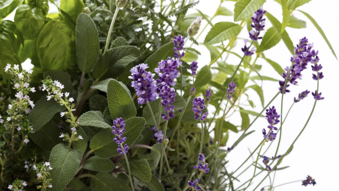 3 Plants for Your Aromatic Garden