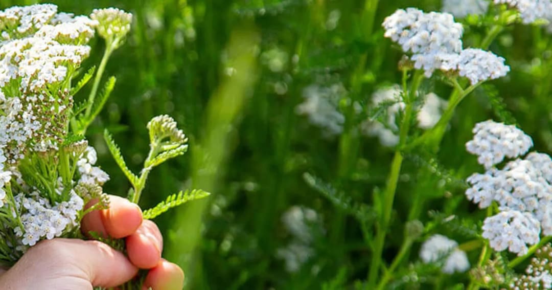 How a Croatian Woman Used Aromatherapy Magic to Ease Joint Pain