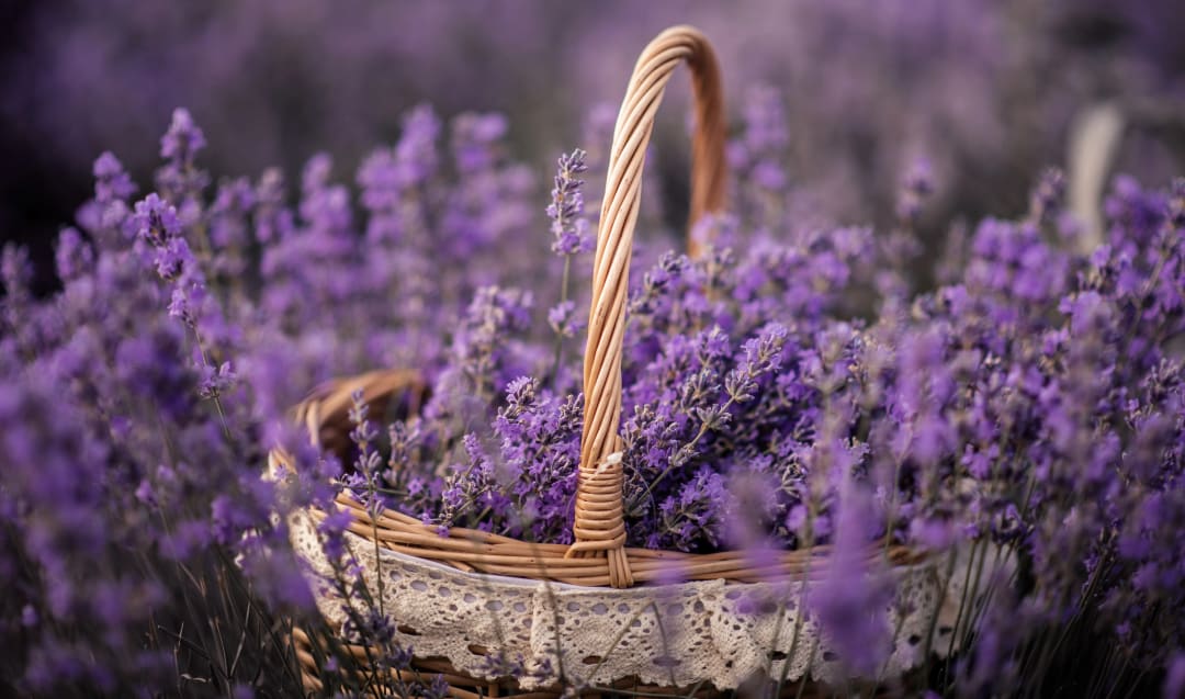 Lavender's Advice for Natural Pain Relief