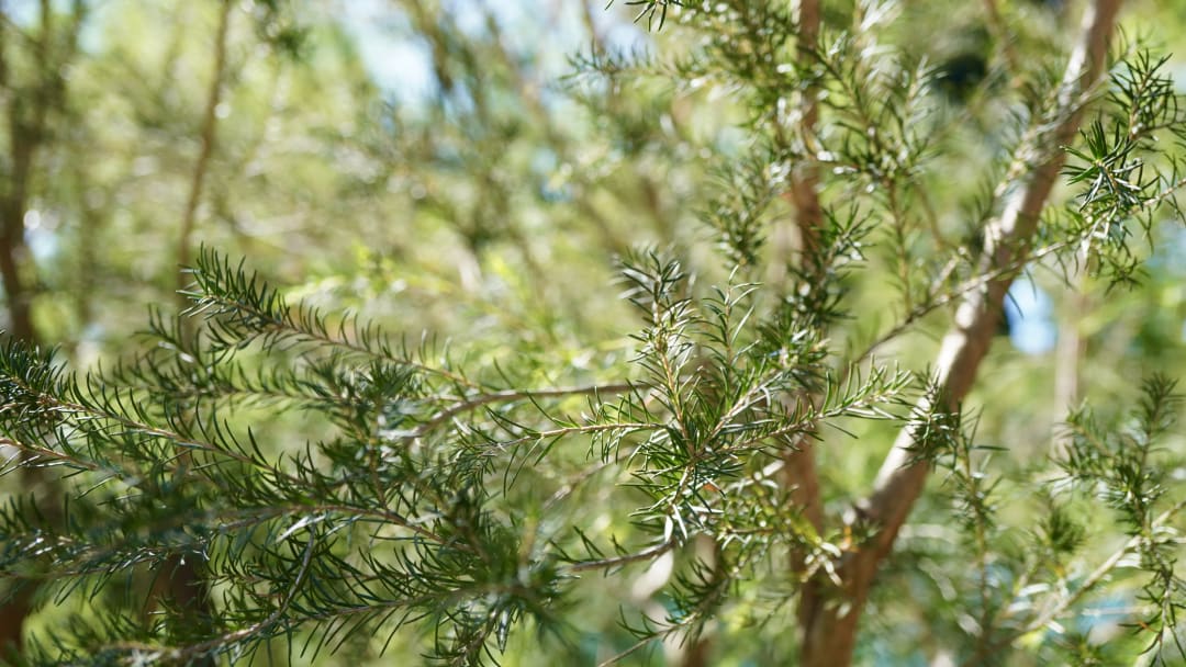 This Essential Oil is Nicknamed Lavender Tea Tree
