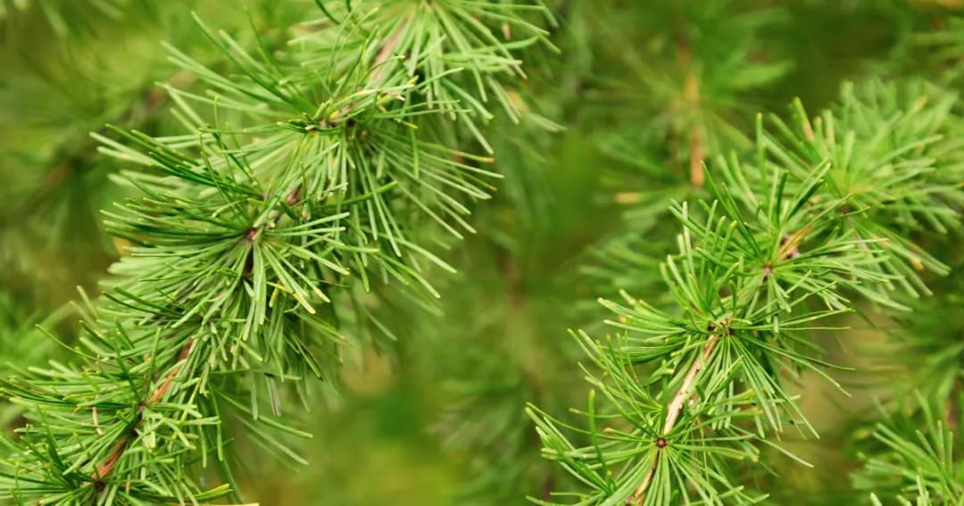 How to Make Natural Shower Gel with Hemlock (yup… Hemlock)