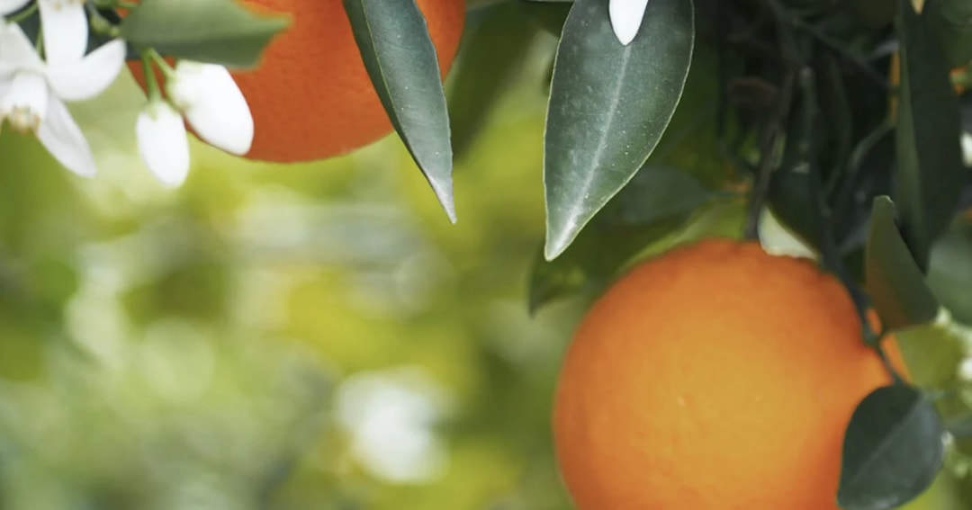 Let's Make Linen Spray for Sleep (with Neroli Essential Oil)