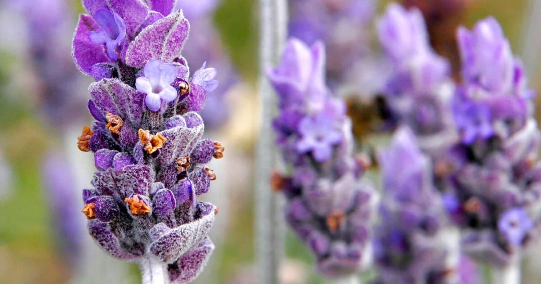 Which Essential Oils Help Neck Pain